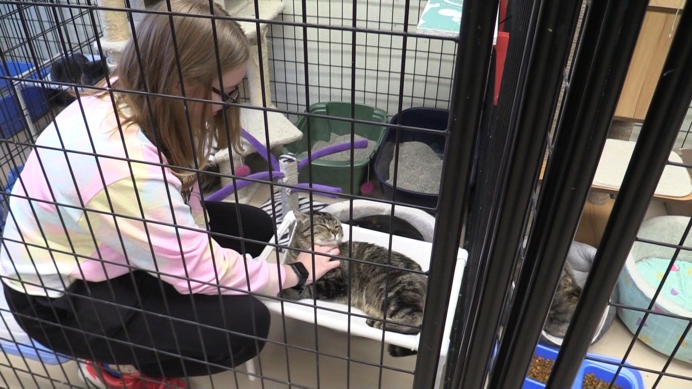 Cat pet